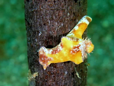 Ceratosoma tenue