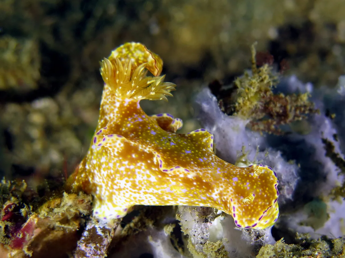 Ceratosoma tenue