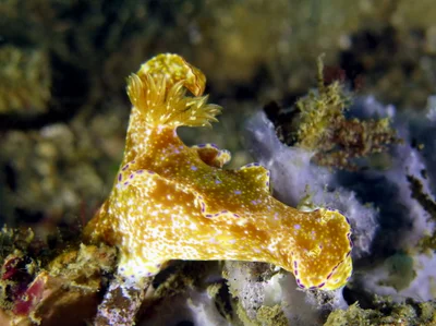 Ceratosoma tenue