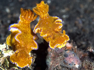 Ceratosoma tenue