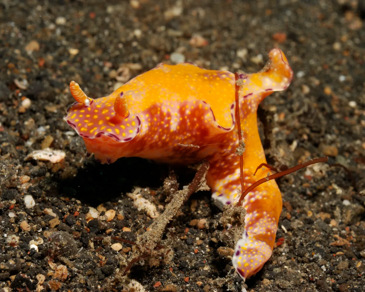 Ceratosoma tenue