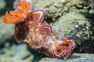 didier_degrezeambon, Ceratosoma tenue