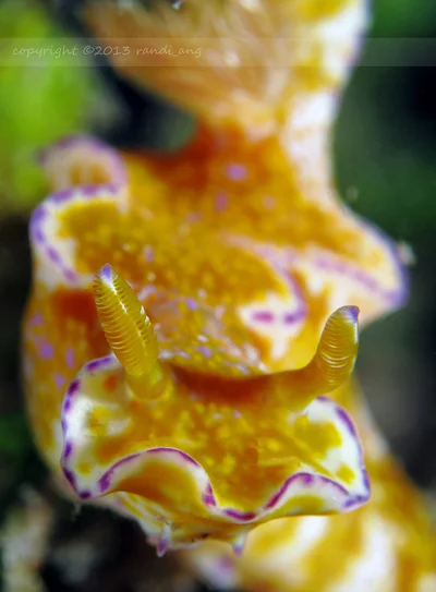 Ceratosoma tenue