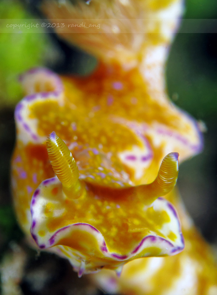 Ceratosoma tenue
