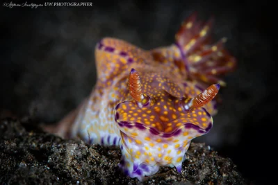 Ceratosoma tenue