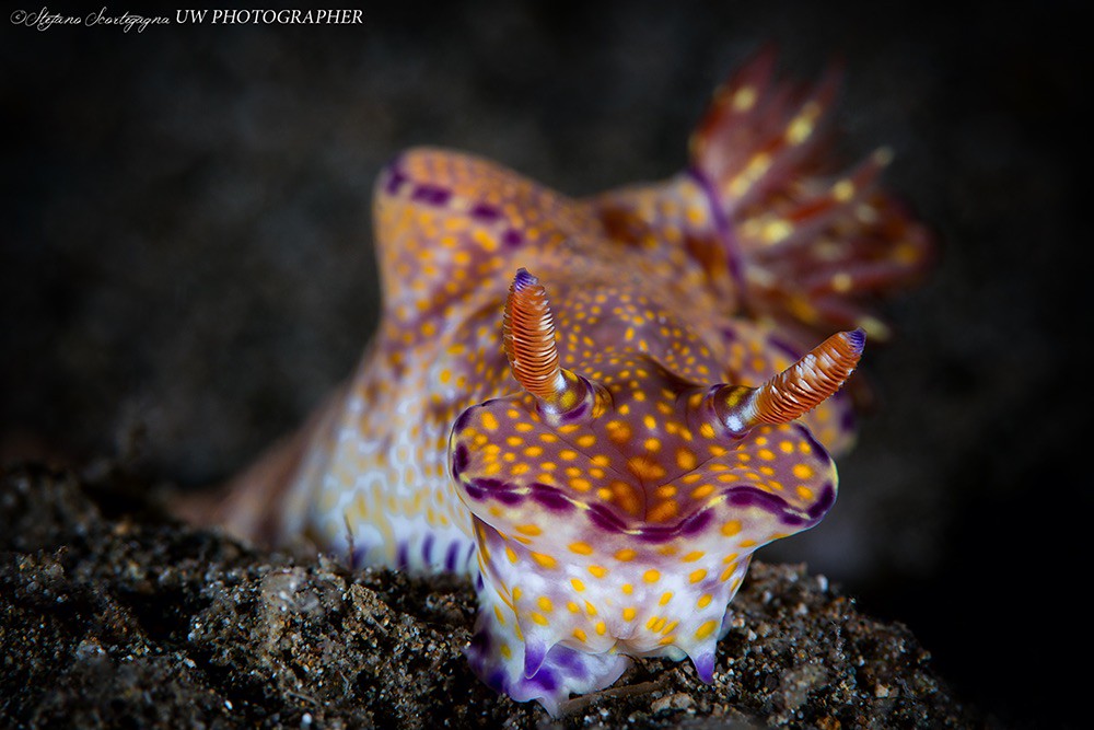 Ceratosoma tenue