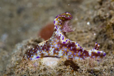 Ceratosoma tenue
