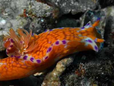 Ceratosoma tenue