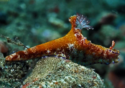 Ceratosoma tenue