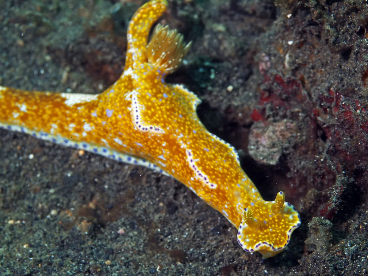 Ceratosoma tenue