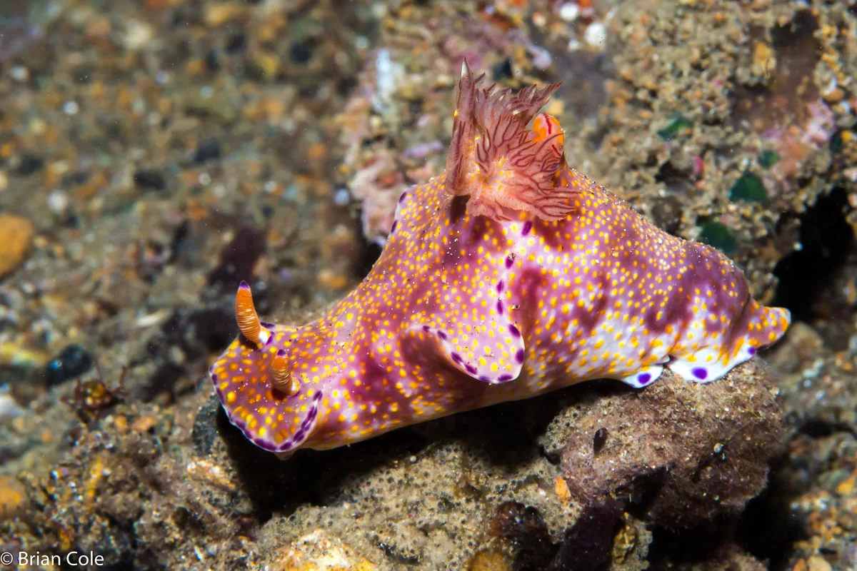 Ceratosoma tenue