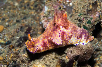 Ceratosoma tenue