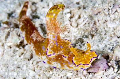 Ceratosoma tenue