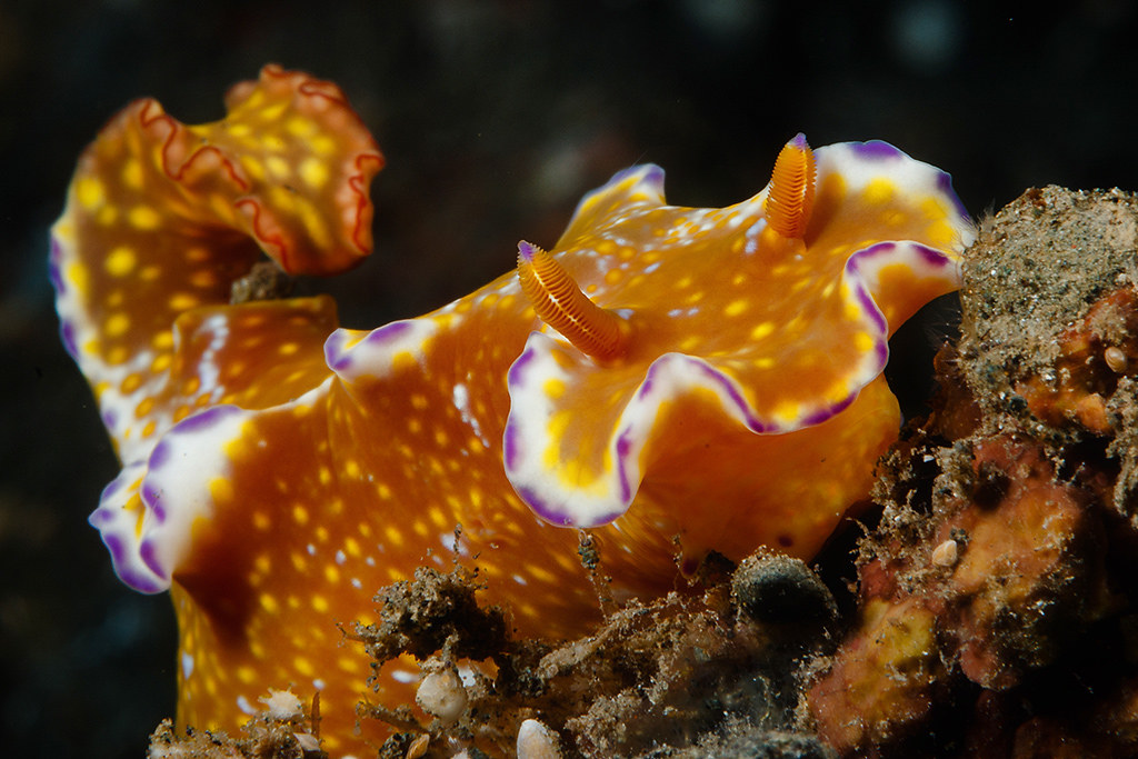 Ceratosoma tenue nudi