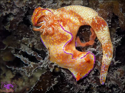 Nudibranch (Ceratosoma tenue)