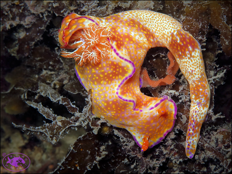 Nudibranch (Ceratosoma tenue)