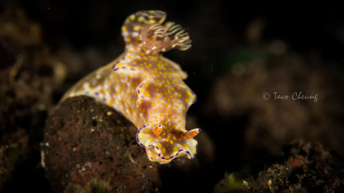 Ceratosoma Tenue