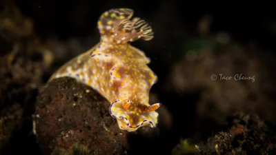 Ceratosoma Tenue