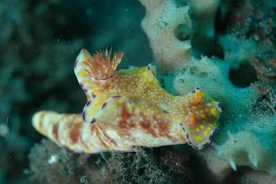 Ceratosoma tenue