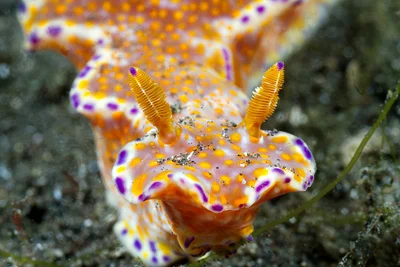 Ceratosoma tenue closeup