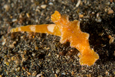 Ceratosoma tenue