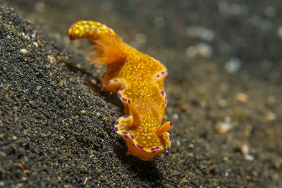 Ceratosoma tenue