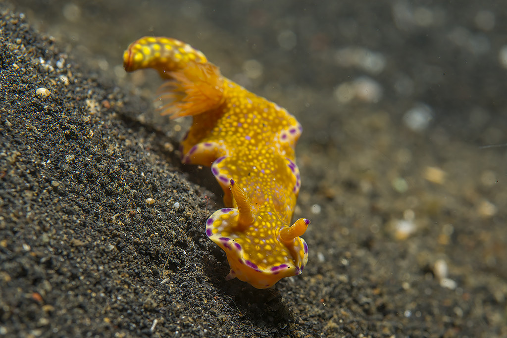 Ceratosoma tenue