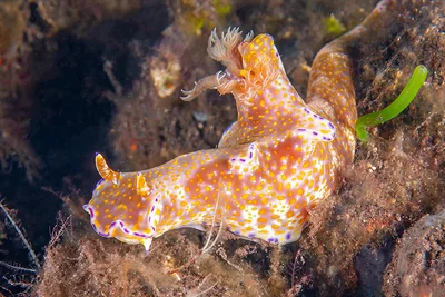 Ceratosoma tenue