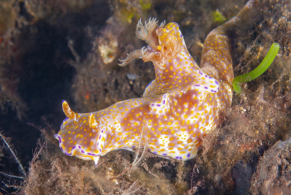 Ceratosoma tenue