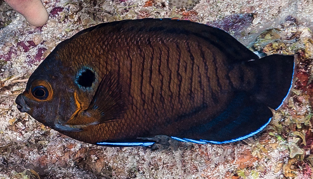Brown Pygmy Angelfish - Centropyge multispinis