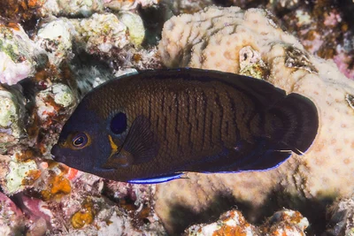 Brown Pygmy Angelfish - Centropyge multispinis