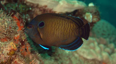 Centropyge Multispinis (Dusky Angelfish)