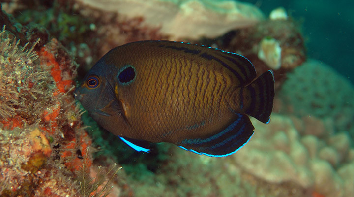 Centropyge Multispinis (Dusky Angelfish)