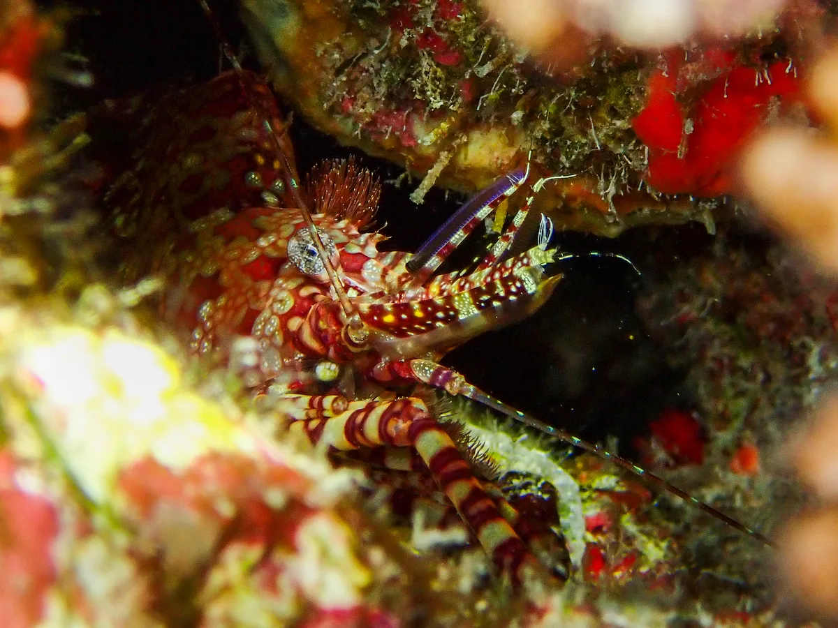 Marble Shrimp