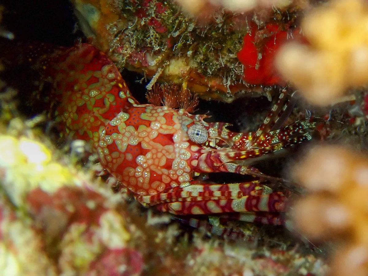 Marble Shrimp