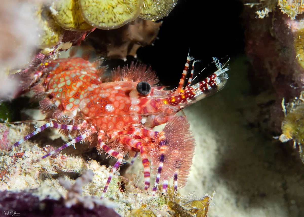 Marbled Shrimp - Saron marmoratus