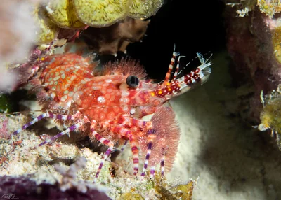 Marbled Shrimp - Saron marmoratus