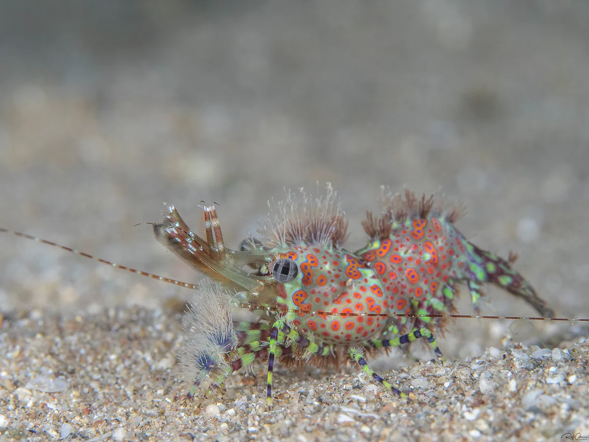 Marbled Shrimp - (Round-spotted) Saron cf. marmoratus