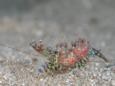Marbled Shrimp - (Round-spotted) Saron cf. marmoratus
