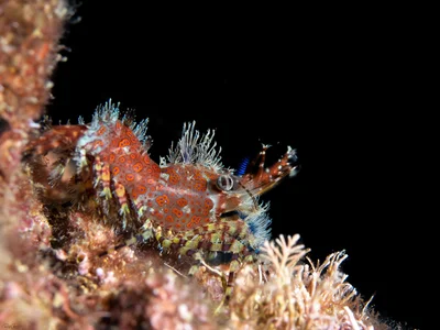 Marbled Shrimp - Saron marmoratus
