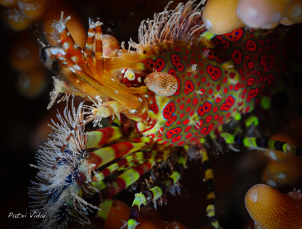 Marble shrimp (Saron marmoratus)