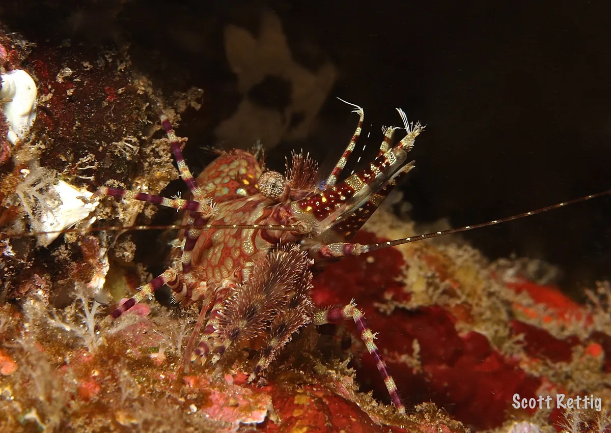 Marbled Shrimp (Saron marmoratus) female