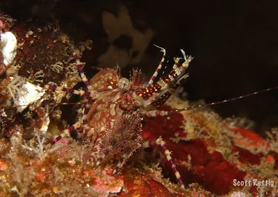 Marbled Shrimp (Saron marmoratus) female