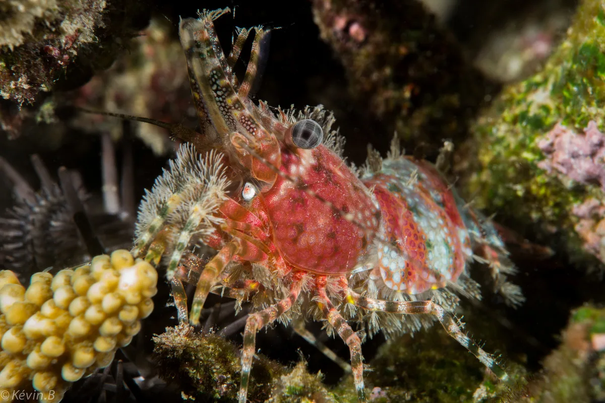 Saron marmoratus