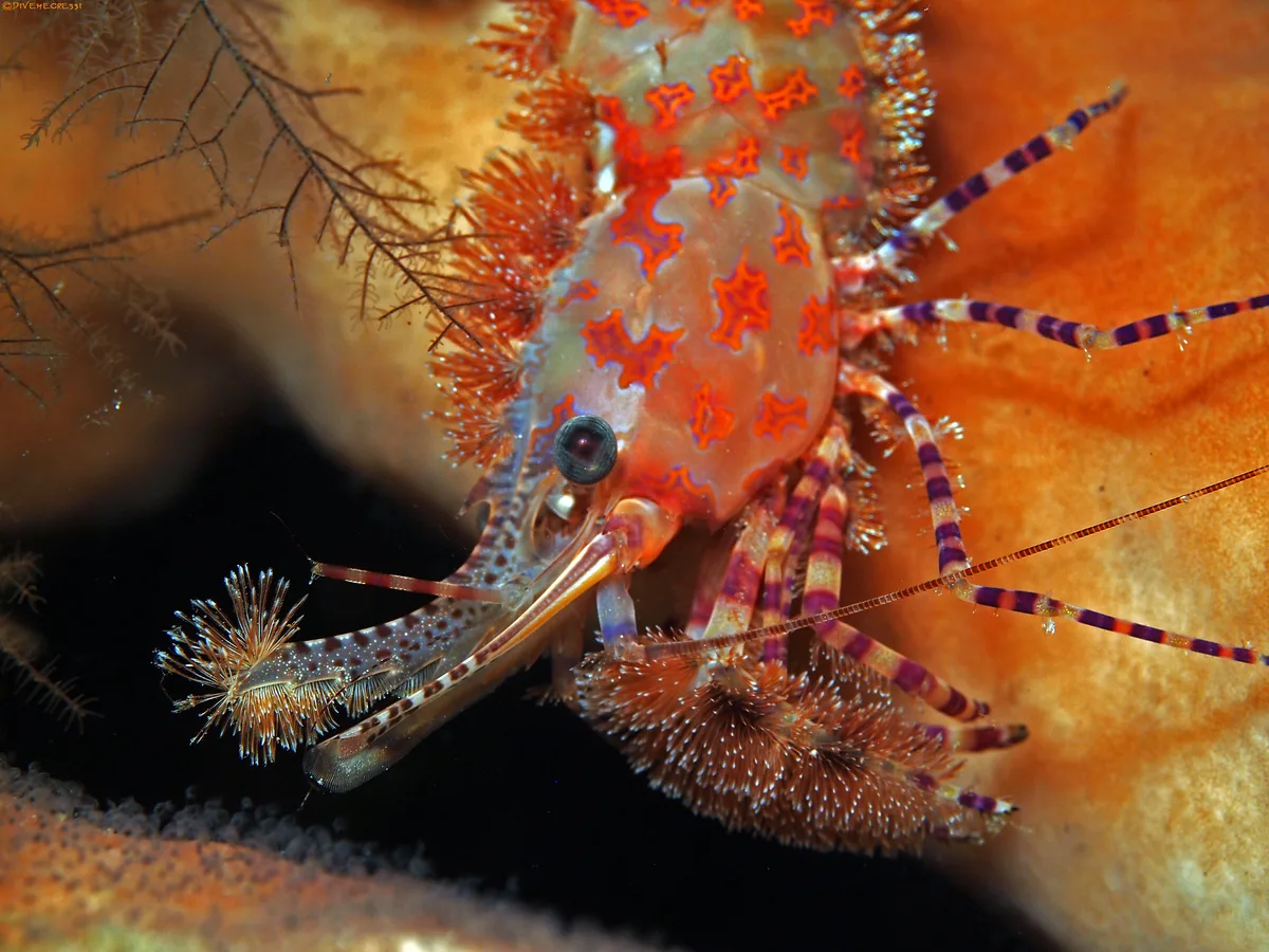 Marble shrimp - Saron marmoratus