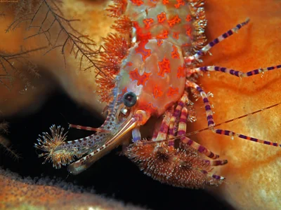 Marble shrimp - Saron marmoratus