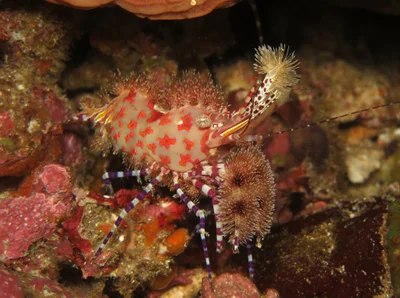 Starry Marbled Shrimp, (Saron cf. marmoratus)