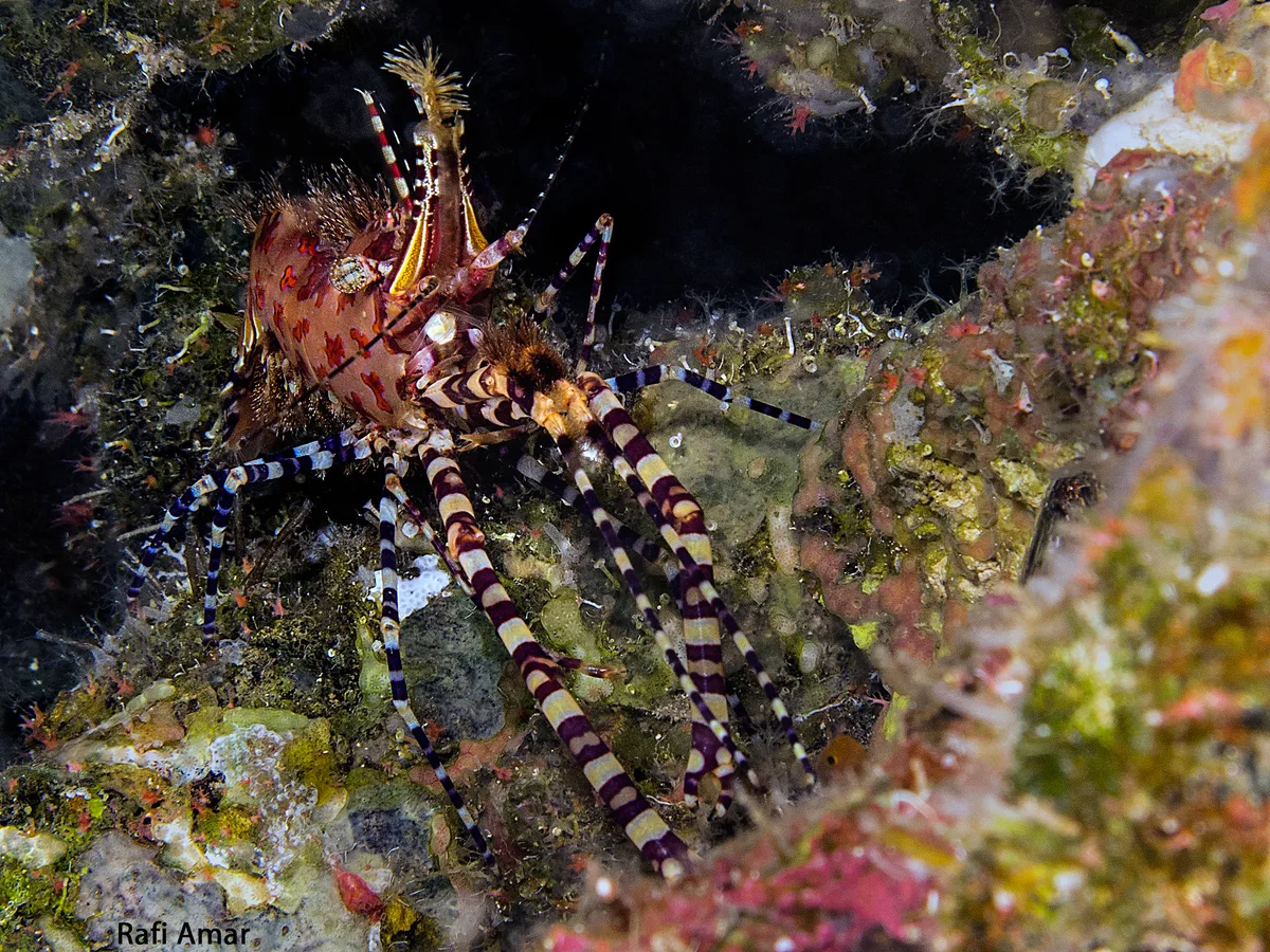 Marbled Shrimp (starry) - Saron cf. marmoratus