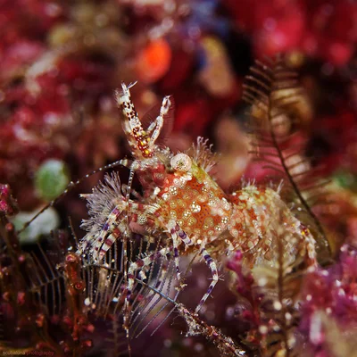 Marbled Shrimp, Marmorgarnele (Saron marmoratus)