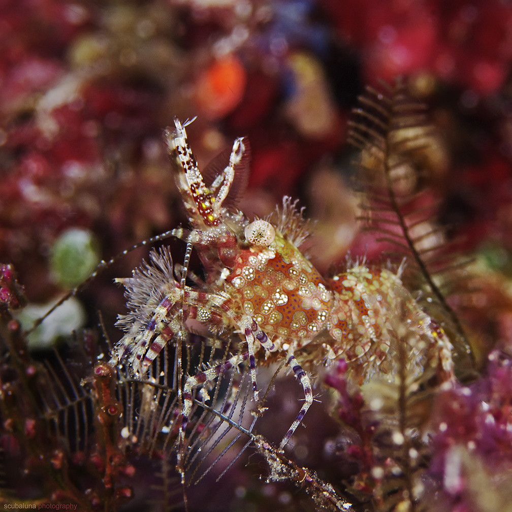 Marbled Shrimp, Marmorgarnele (Saron marmoratus)
